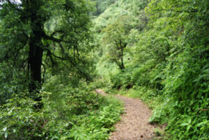 The lush green track